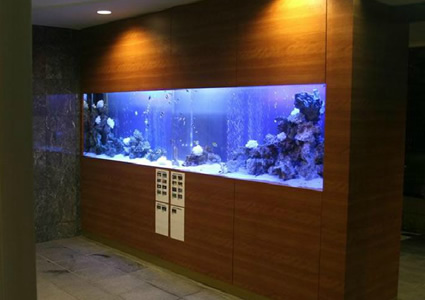 イメージ:観賞魚水槽の設置・メンテナンス