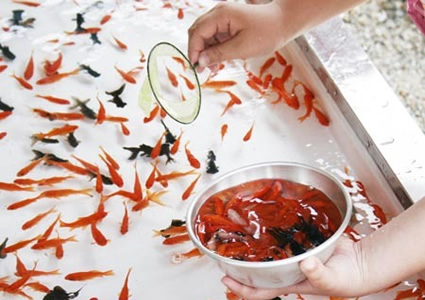イメージ:金魚すくい出店サポート